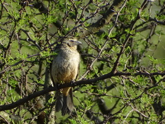 Saltator coerulescens