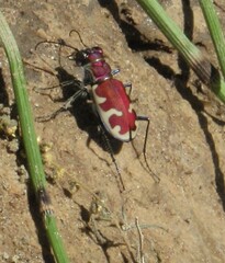 Cicindela formosa