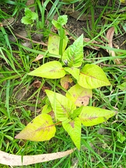 Persicaria nepalensis