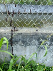 Sorghum × drummondii