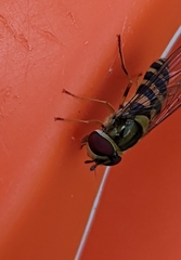 Syrphus rectus