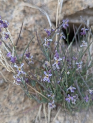 Streptanthus gracilis