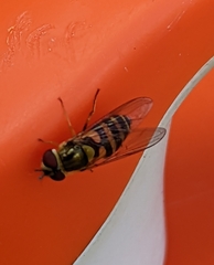 Syrphus rectus