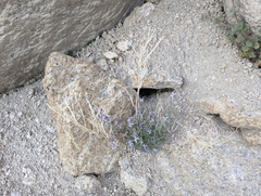 Streptanthus gracilis