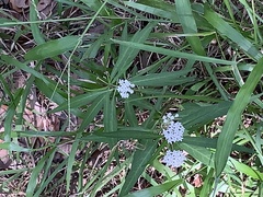 Asclepias perennis