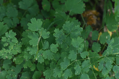 Thalictrum occidentale