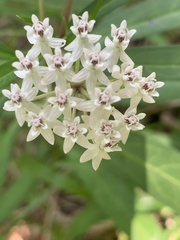 Asclepias perennis