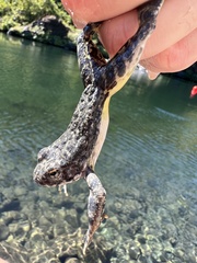Rana boylii