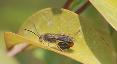 Elaphroptera erythrura