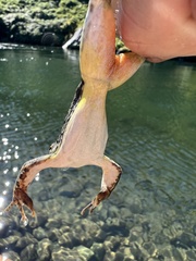 Rana boylii