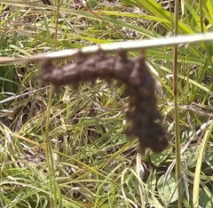 Hemileuca rubridorsa