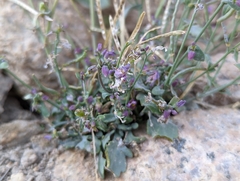 Streptanthus gracilis