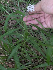 Asclepias perennis