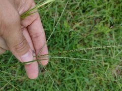 Digitaria eriantha