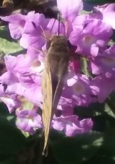 Hylephila phyleus