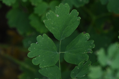 Thalictrum occidentale