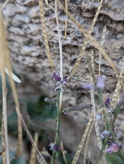 Streptanthus gracilis