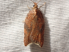 Acleris rhombana