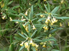Pittosporum bicolor