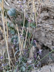 Streptanthus gracilis