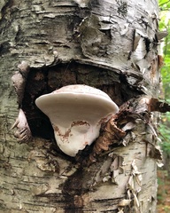 Fomitopsis betulina