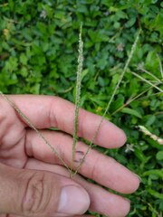 Digitaria violascens