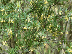 Pittosporum bicolor