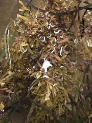 Sargassum natans