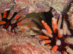 Eucidaris galapagensis