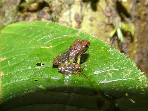 Musical Rain Frog, Pristimantis museosus