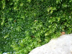 Oligotrichum