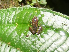 Pristimantis museosus