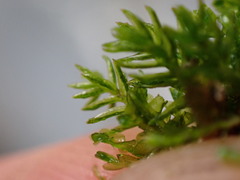Oligotrichum