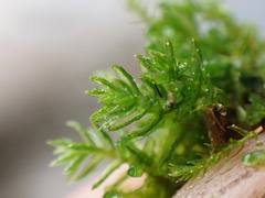 Oligotrichum