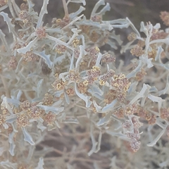 Atriplex lampa