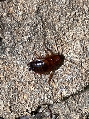 Parcoblatta virginica