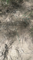 Schizocephala bicornis