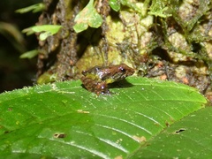 Pristimantis museosus