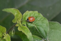 Cycloneda sanguinea