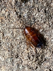 Parcoblatta pennsylvanica