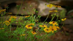 Coreopsis basalis