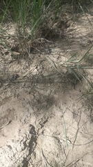 Schizocephala bicornis