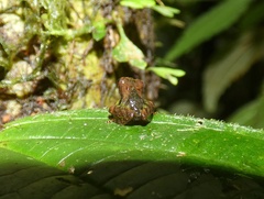 Pristimantis museosus