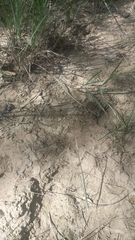 Schizocephala bicornis