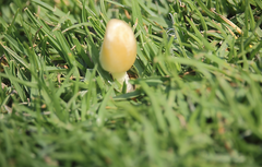 Bolbitius