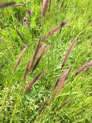 Hordeum brevisubulatum