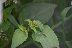 Cycloneda sanguinea