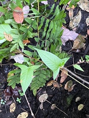 Persicaria arifolia