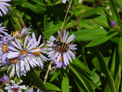 Sericomyia chalcopyga