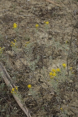 Galatella villosa